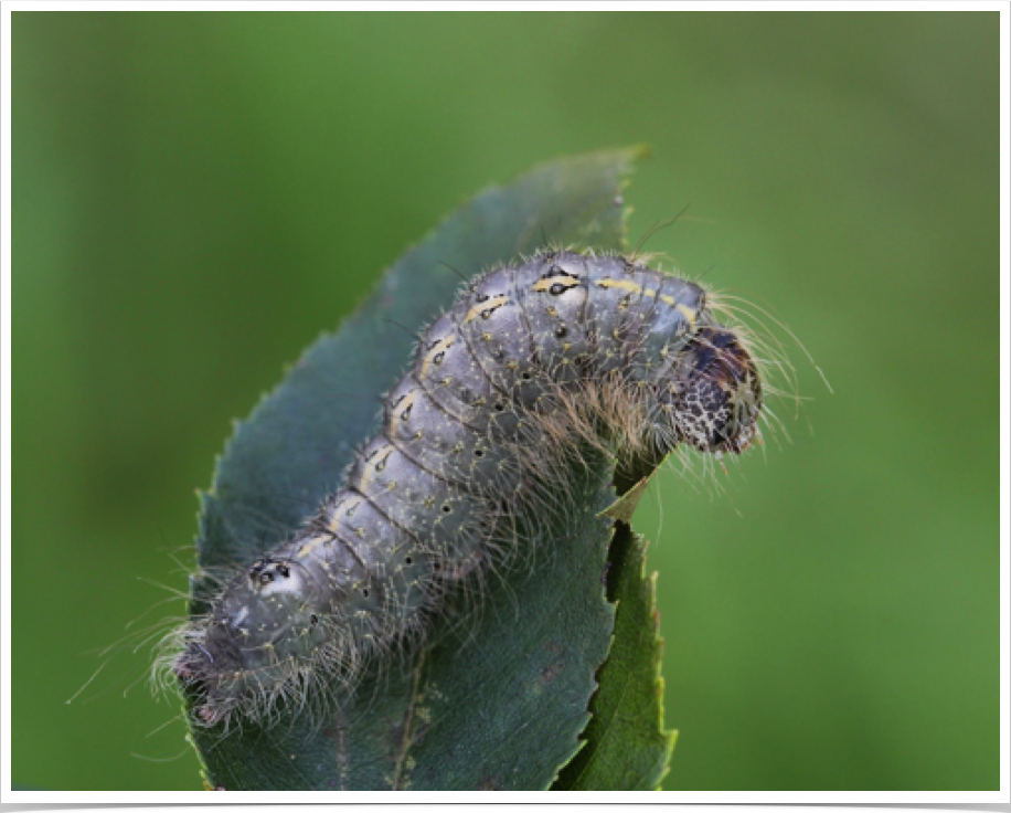 Acronicta laetifica
Pleasant Dagger
Greene County, Alabama